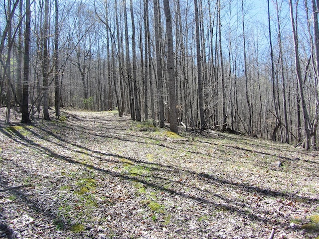 view of local wilderness