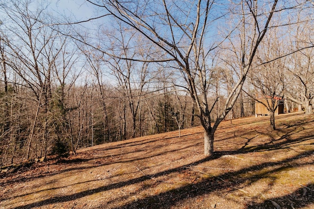 view of local wilderness