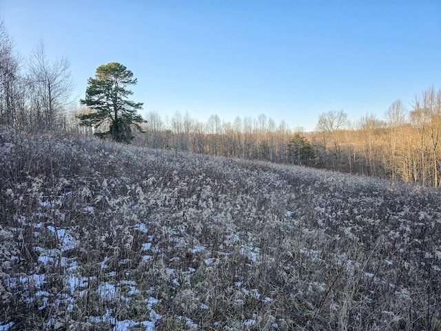 view of local wilderness