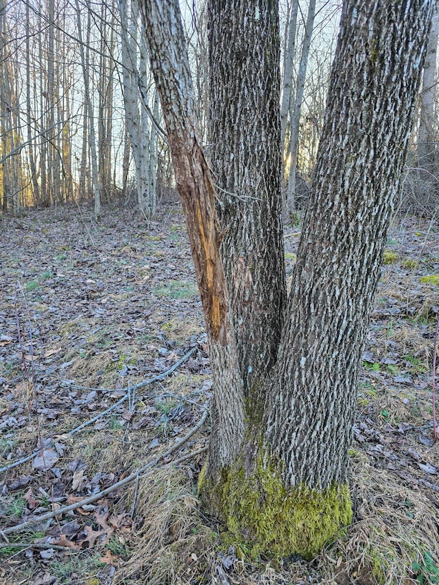 view of local wilderness