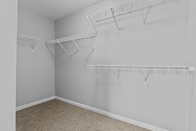 spacious closet featuring carpet