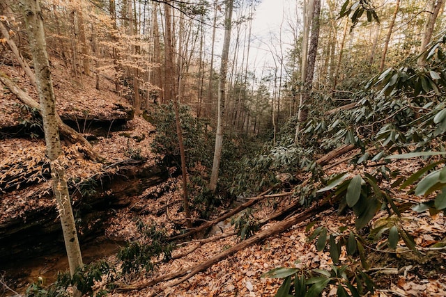 view of local wilderness