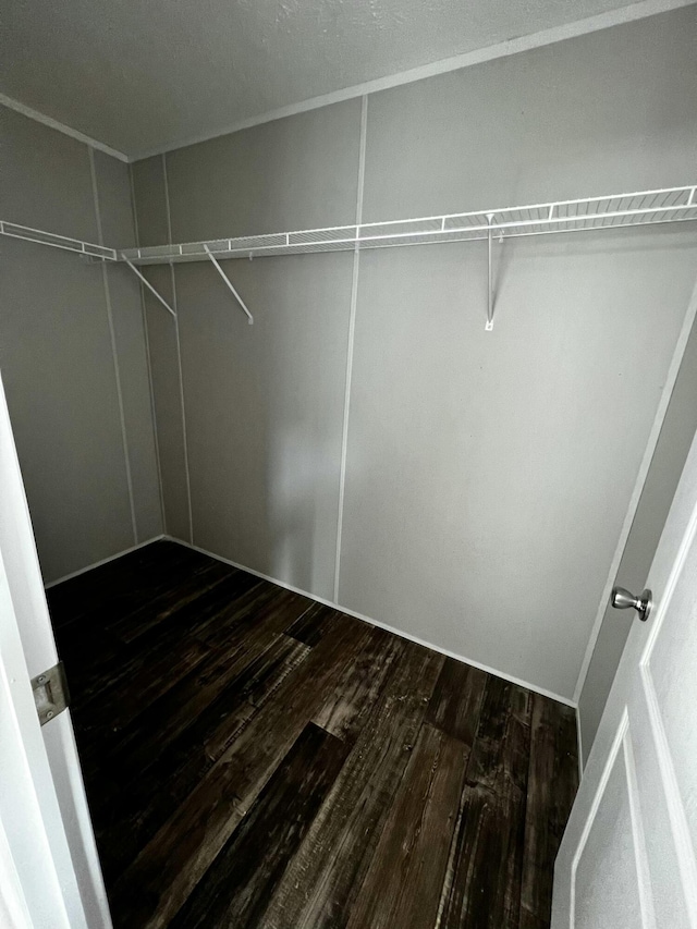 walk in closet with dark hardwood / wood-style flooring