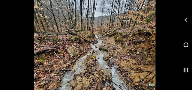 view of local wilderness