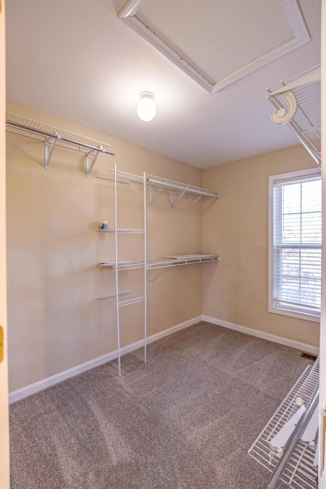 walk in closet featuring carpet floors