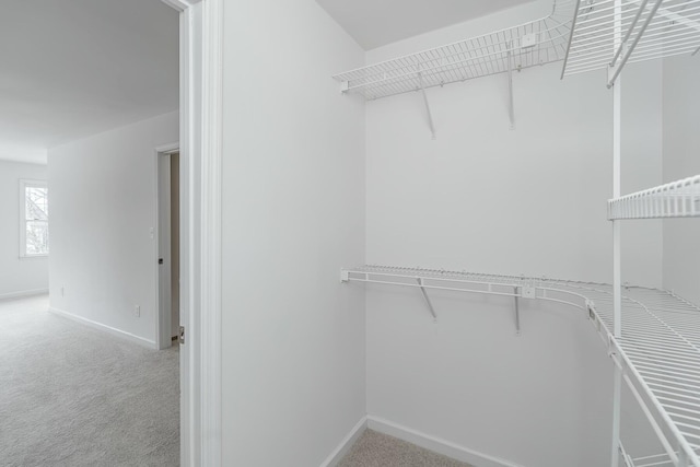 spacious closet featuring carpet