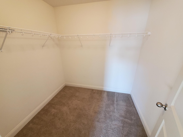 walk in closet featuring carpet