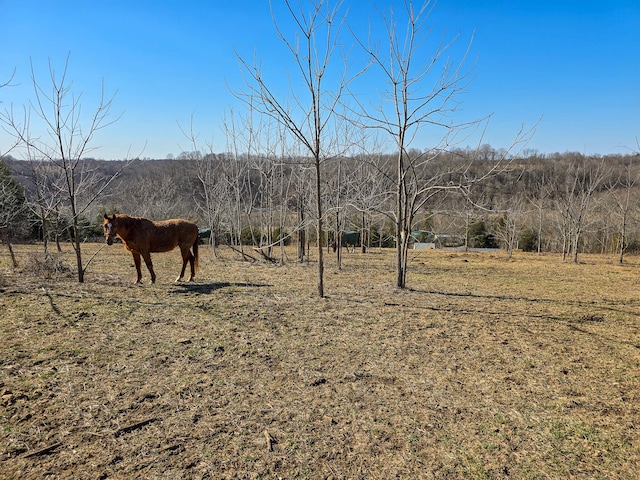 view of local wilderness with a rural view