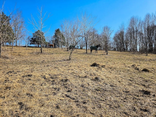 view of yard featuring a rural view