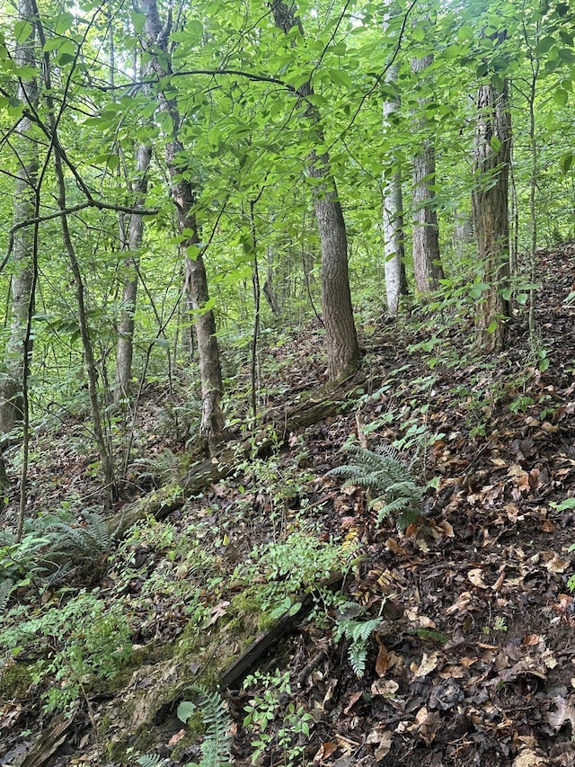 view of local wilderness featuring a forest view