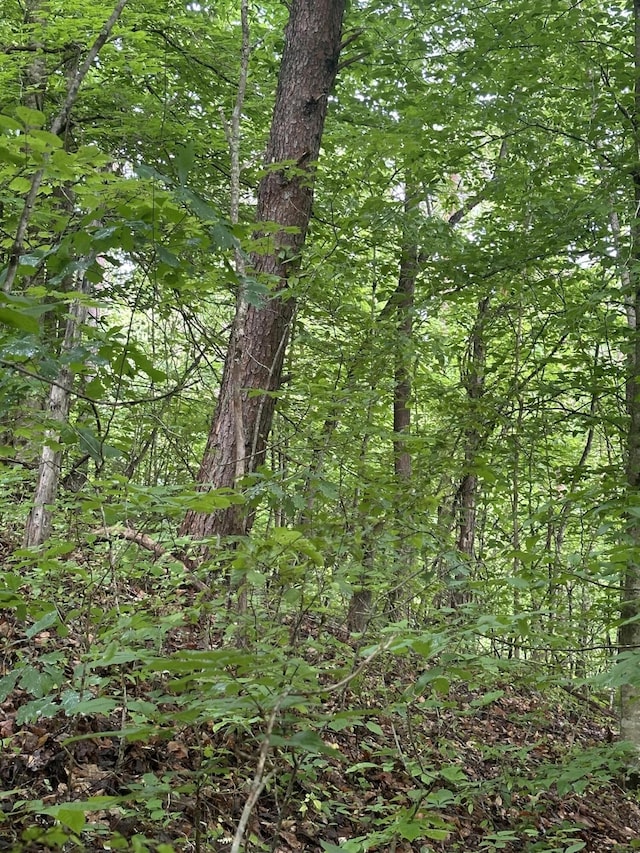 view of local wilderness featuring a forest view