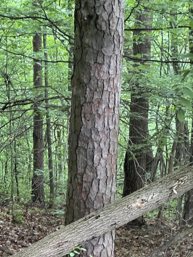 view of local wilderness