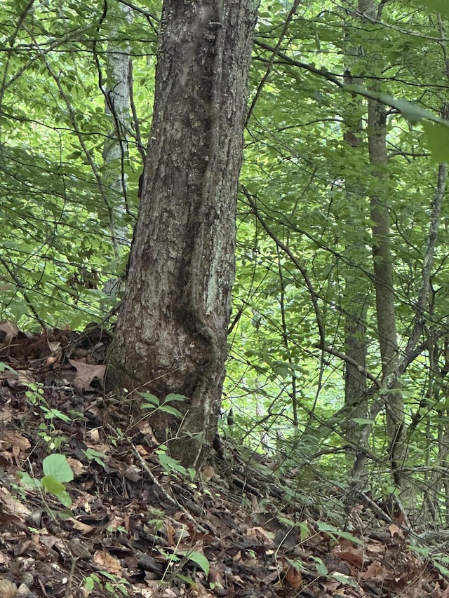 view of local wilderness with a view of trees