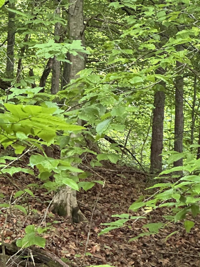 view of local wilderness