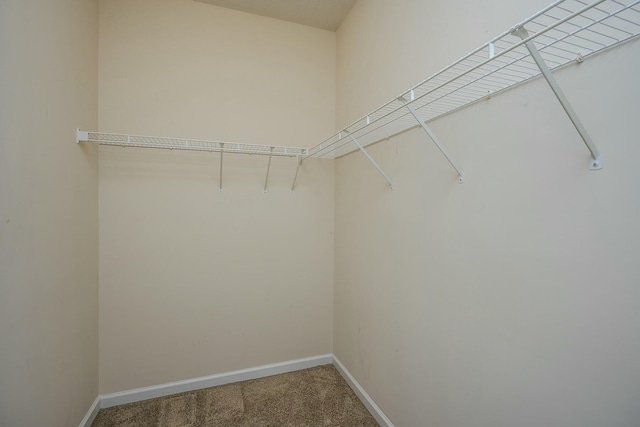 walk in closet featuring carpet flooring