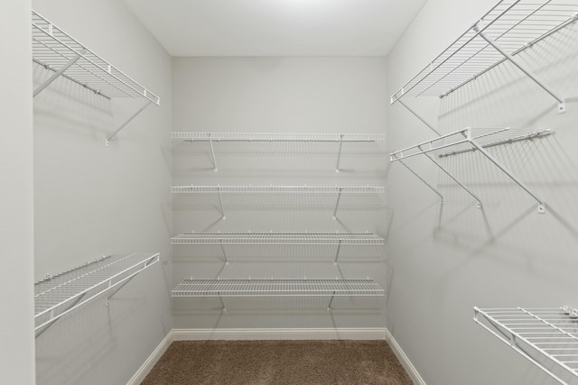 spacious closet featuring carpet