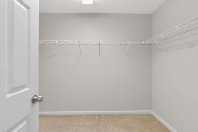 walk in closet featuring light colored carpet