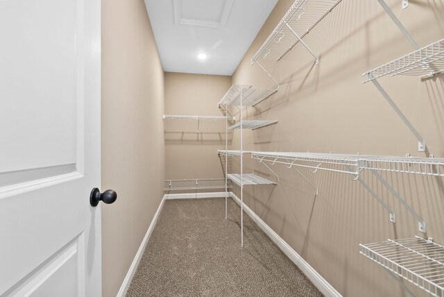 walk in closet featuring attic access and carpet flooring