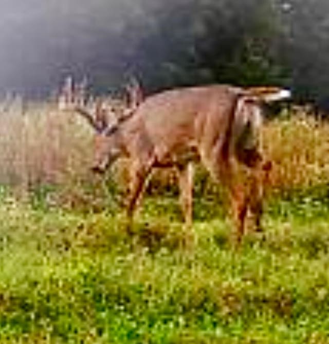 1295 Burger Knob Rd, Junction City, KY 40440 - exterior space