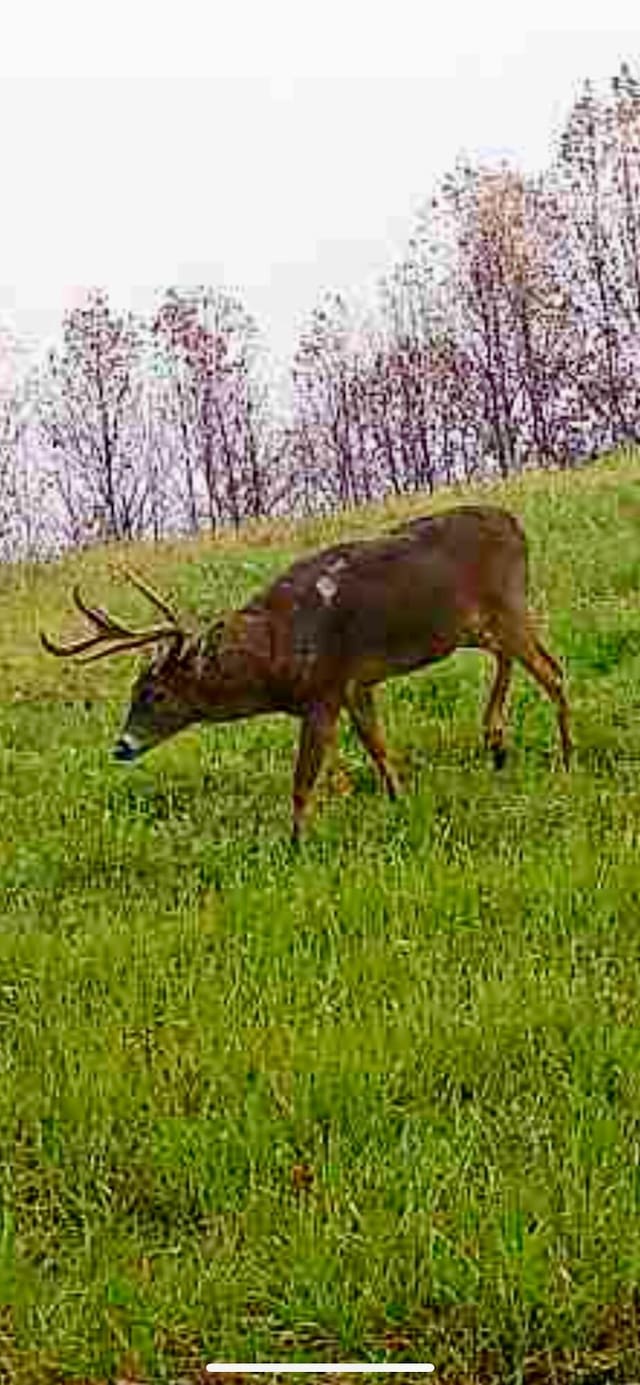 1295 Burger Knob Rd, Junction City, KY 40440 - view of local wilderness