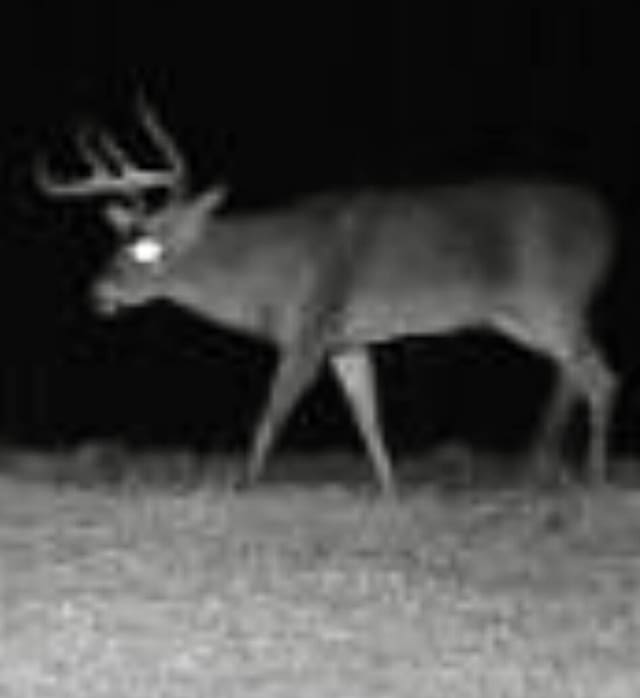 1295 Burger Knob Rd, Junction City, KY 40440 - view of details