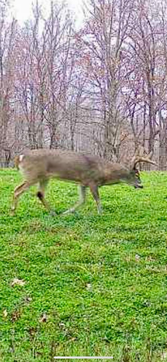1295 Burger Knob Rd, Junction City, KY 40440 - view of nature