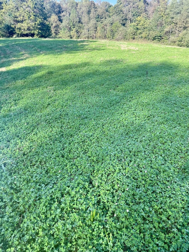1295 Burger Knob Rd, Junction City, KY 40440 - view of yard featuring a wooded view