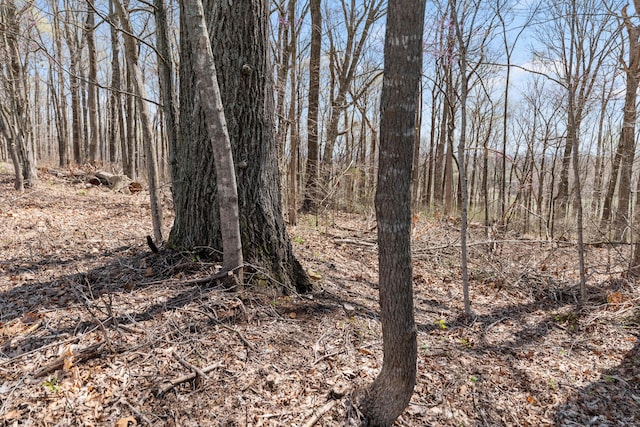 11 Hominy Hill Rd, Nancy, KY 42544 - view of local wilderness