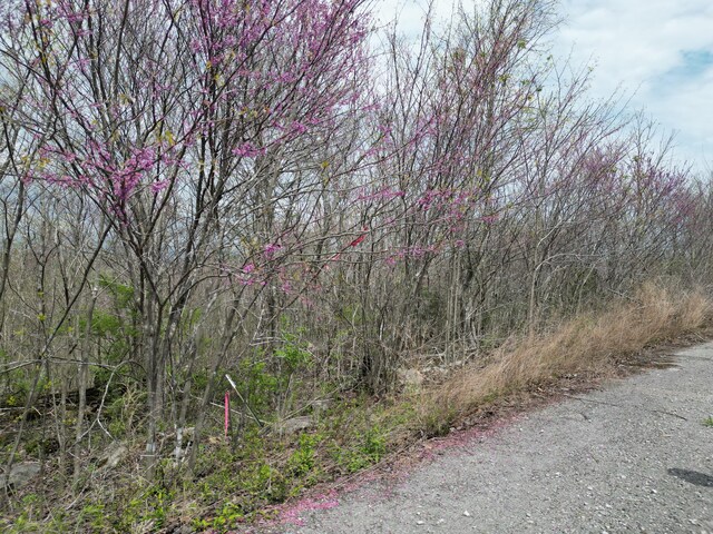 TRACT26 Tateville Antioch Rd, Burnside, KY 42519