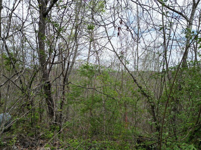 TRACT26 Tateville Antioch Rd, Burnside, KY 42519
