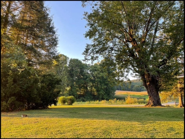 1459 Buck Lick Rd, Tollesboro, KY 41189 - view of green lawn