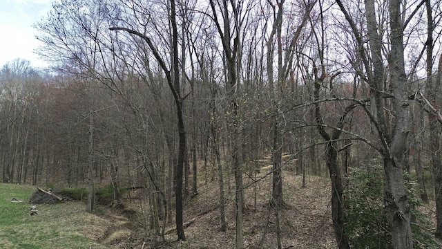 1459 Buck Lick Rd, Tollesboro, KY 41189 - view of wooded area