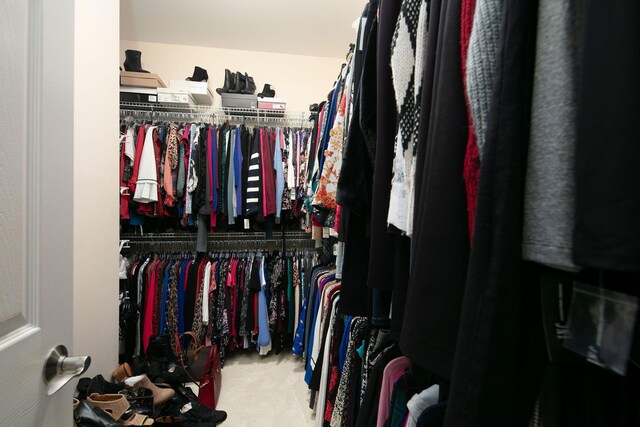 spacious closet featuring carpet floors