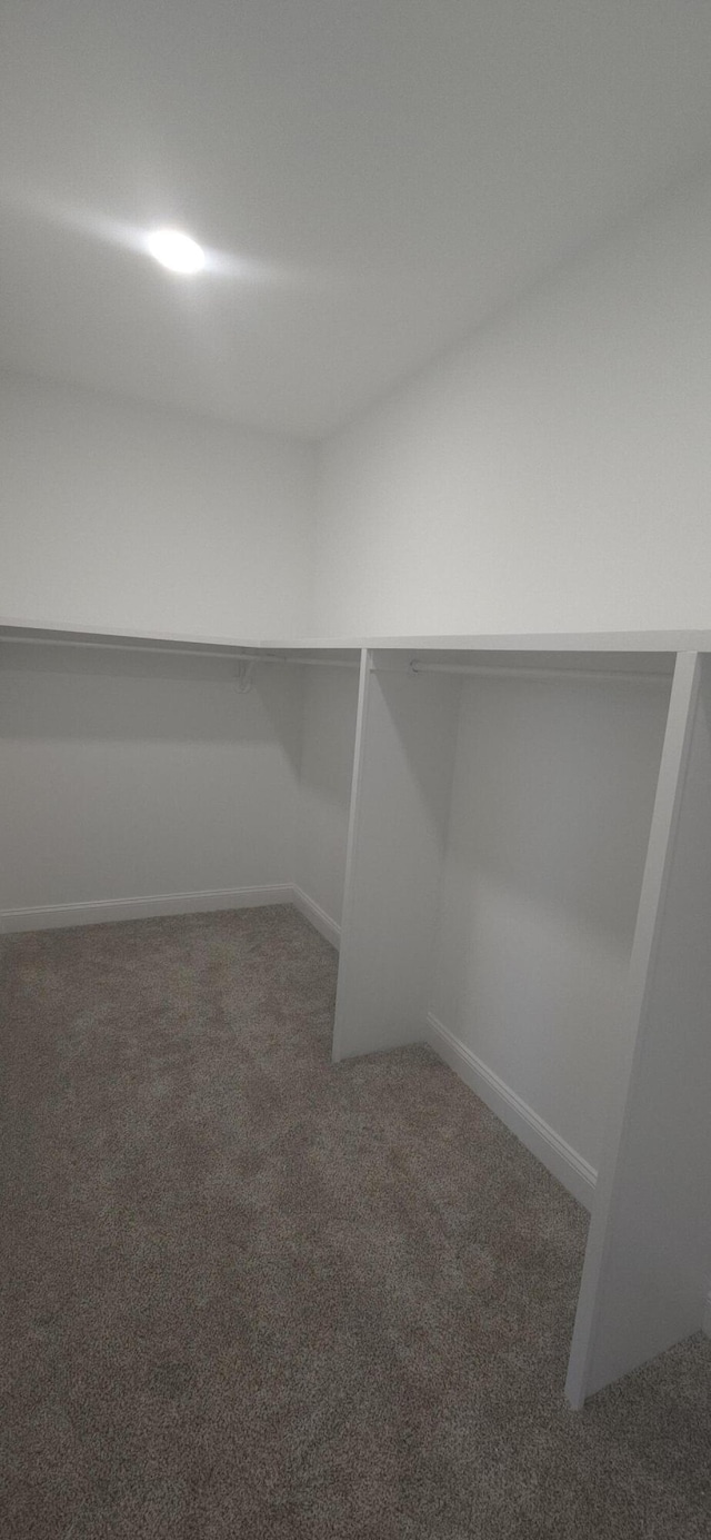walk in closet with carpet flooring