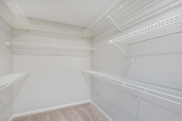 spacious closet featuring carpet