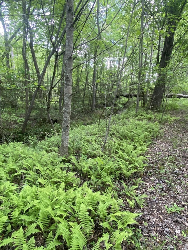 45 Rons Pond Rd, Corbin, KY 40701 - view of woods