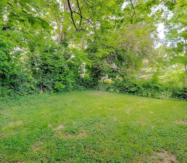 149 Willis Ave, Frankfort, KY 40601 - view of green lawn