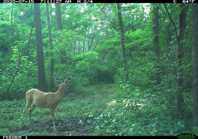 10708 Battlefield Memorial Hwy, Berea, KY 40403 - view of wooded area
