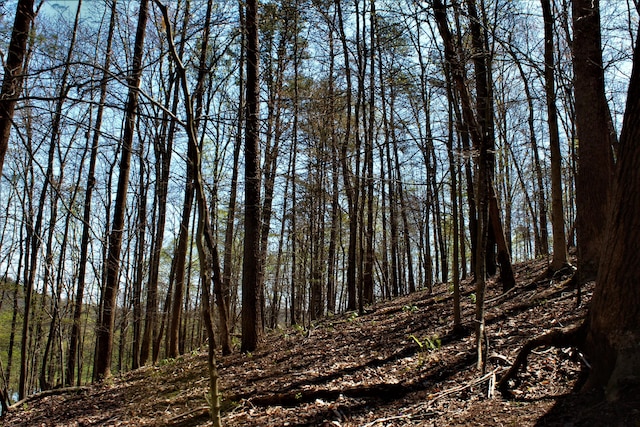 1610 Steele Branch Rd, West Liberty, KY 41472 - view of woods