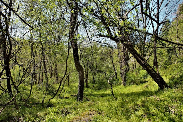 1610 Steele Branch Rd, West Liberty, KY 41472 - view of tree filled area