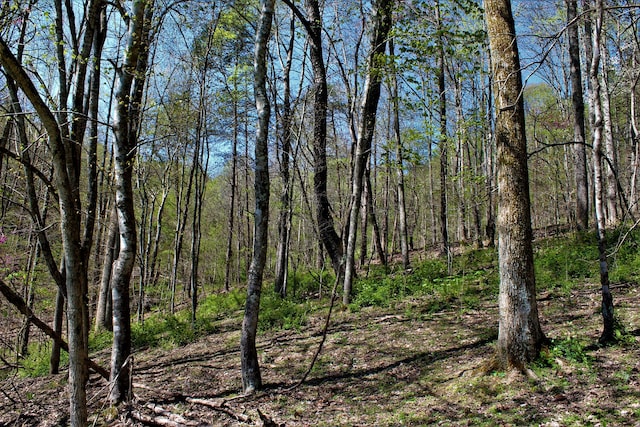 1610 Steele Branch Rd, West Liberty, KY 41472 - view of woods