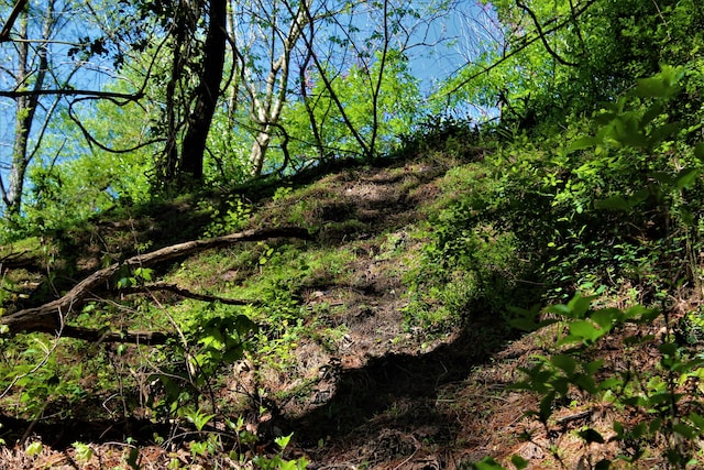 1610 Steele Branch Rd, West Liberty, KY 41472 - view of nature