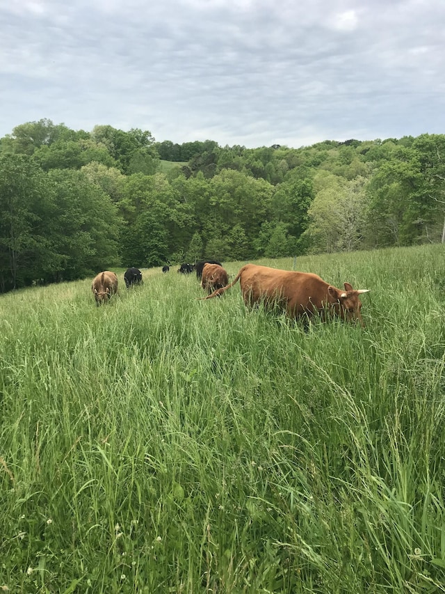 498 Winding Blade Rd, East Bernstadt, KY 40729 - view of tree filled area featuring a view of rural / pastoral area