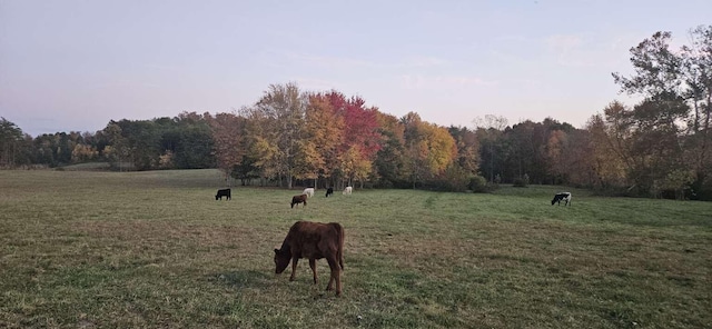 135 Watkins Branch Rd, East Bernstadt, KY 40729 - view of property's community featuring a view of rural / pastoral area, a lawn, and a forest view