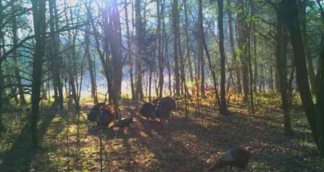 135 Watkins Branch Rd, East Bernstadt, KY 40729 - view of nature