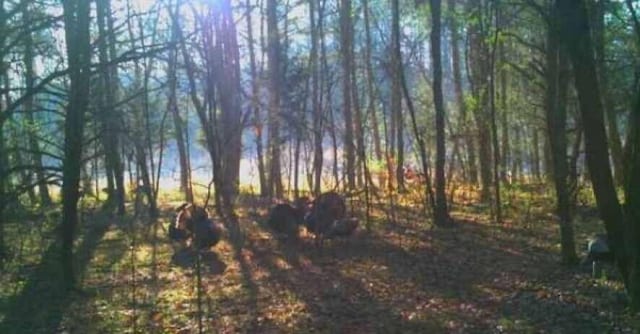 135 Watkins Branch Rd, East Bernstadt, KY 40729 - view of nature