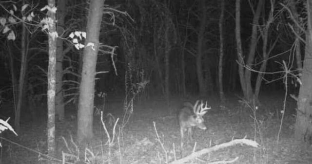 135 Watkins Branch Rd, East Bernstadt, KY 40729 - view of nature