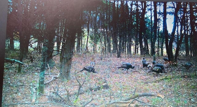 135 Watkins Branch Rd, East Bernstadt, KY 40729 - view of nature