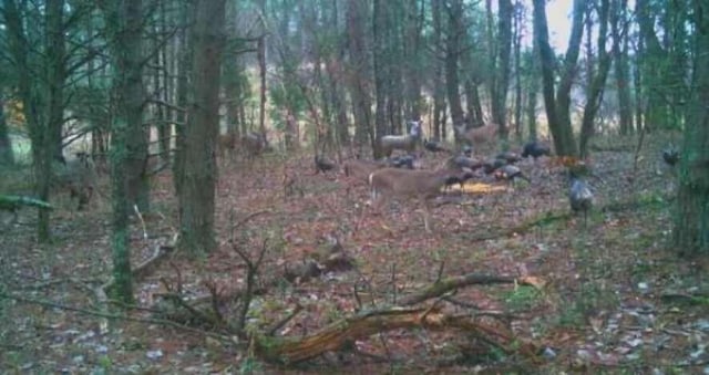 135 Watkins Branch Rd, East Bernstadt, KY 40729 - view of wooded area