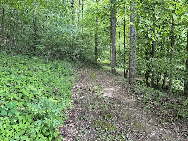 12430 E Ky-10, Quincy, KY 41166 - view of tree filled area
